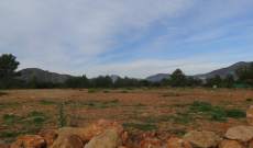truffle plantation